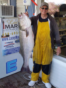 Ed Plichta with a 51.37 pound Striper he later released.