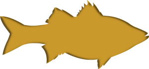 goldfish